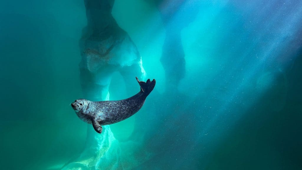 Åpning av det nye selbassenget